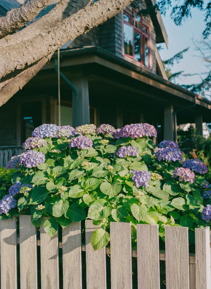 Charming Cottage Hydrangeas by Bethany Young — canvas wall art