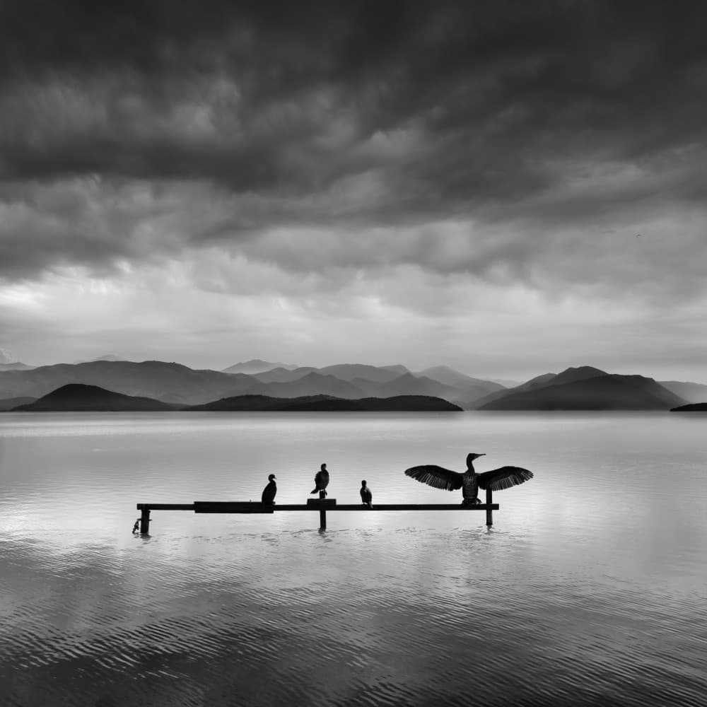 Cormorants on Calm Lake by George Digalakis — canvas wall art