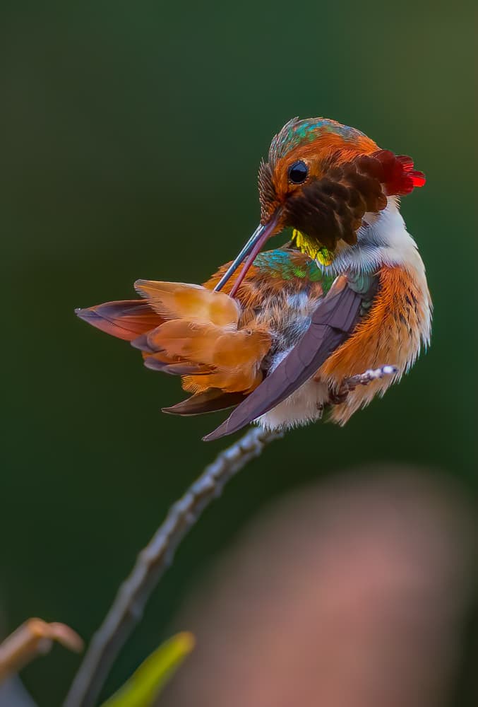Vibrant Hummingbird Preens by Johnson Huang — canvas wall art