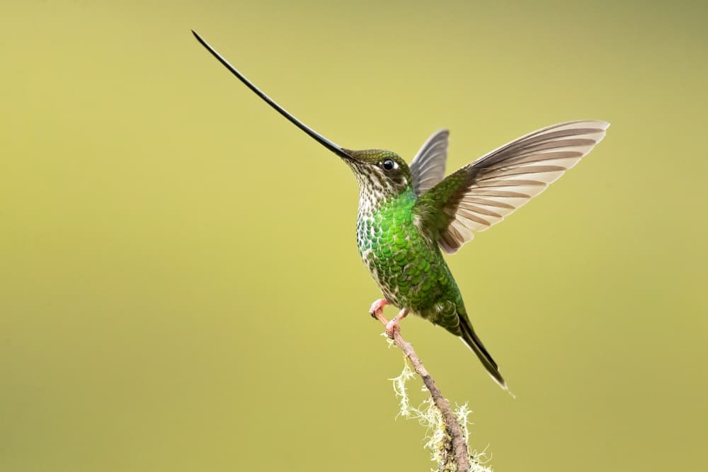 Sword-billed Hummingbird Perch by Milan Zygmunt — canvas wall art
