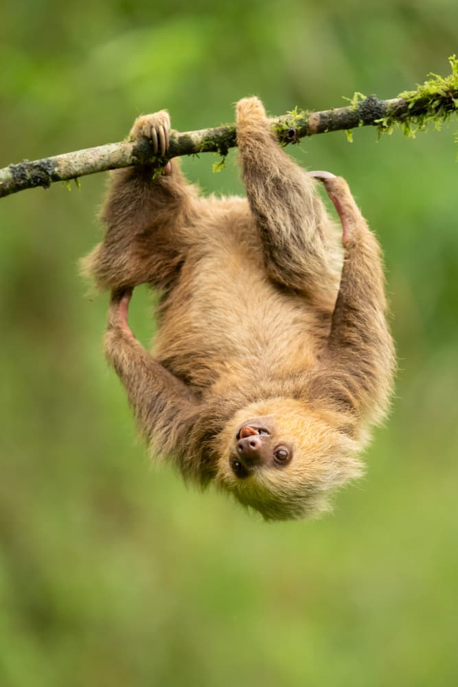 Smiling Sloth Upside Down by Milan Zygmunt — canvas wall art