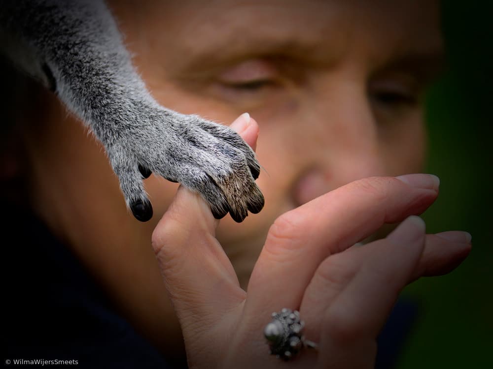 Gentle Paw Human Hand by Wilma Wijers Smeets — canvas wall art