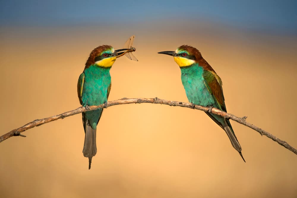 Birds Sharing Dragonfly by Xavier Ortega — canvas wall art