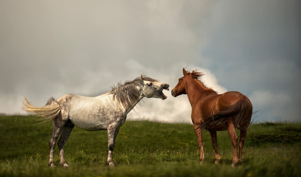 Spirited Horses Communicating by Radojica Jevric fotorax — canvas wall art