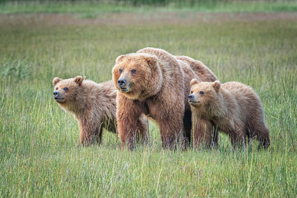 Mama Bear And Cubs by Jeffrey C. Sink — canvas wall art