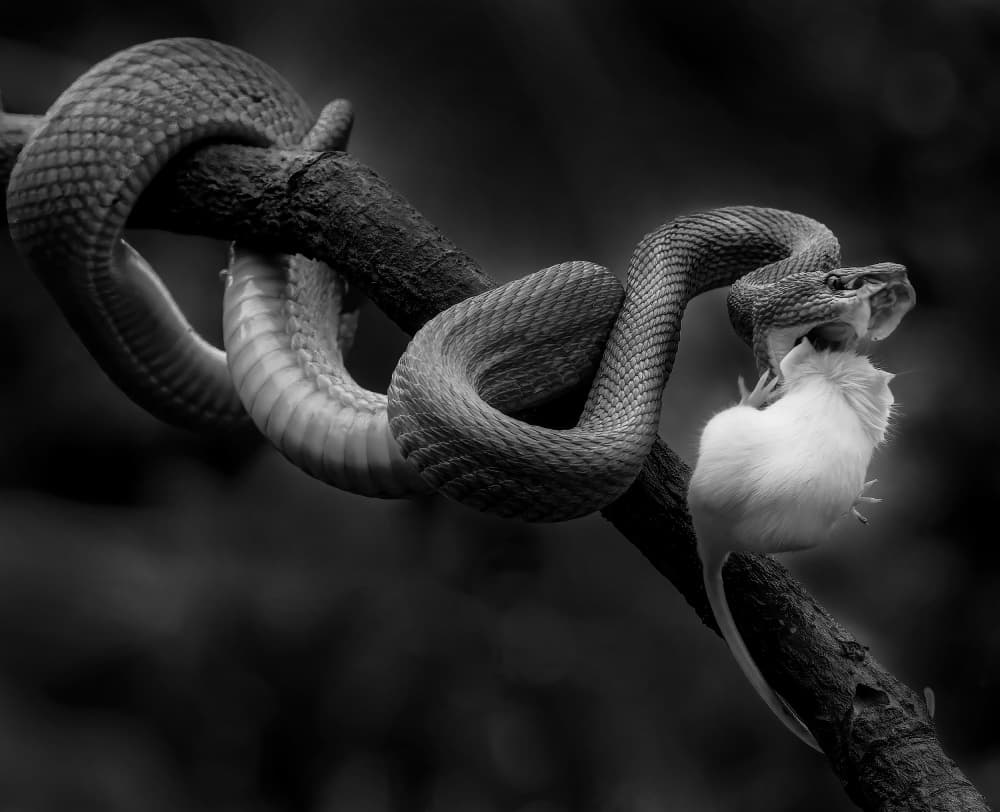 Snake Eating Mouse by Antonyus Bunjamin (Abe) — canvas wall art