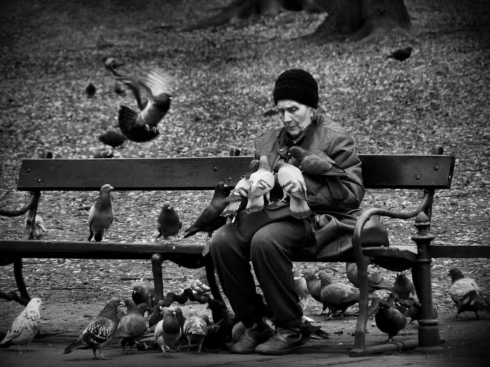 Old Woman Feeding Pigeons by Wojciech Pokora — canvas wall art