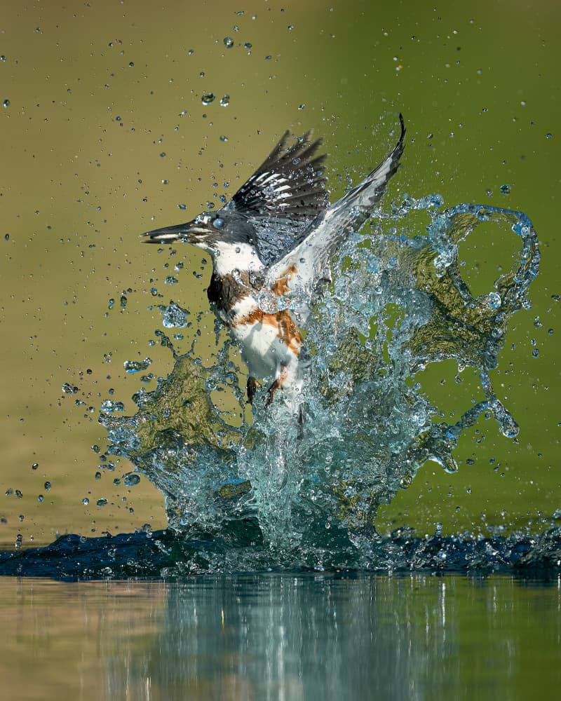 Kingfisher Water Splash by Johnny Chen — canvas wall art