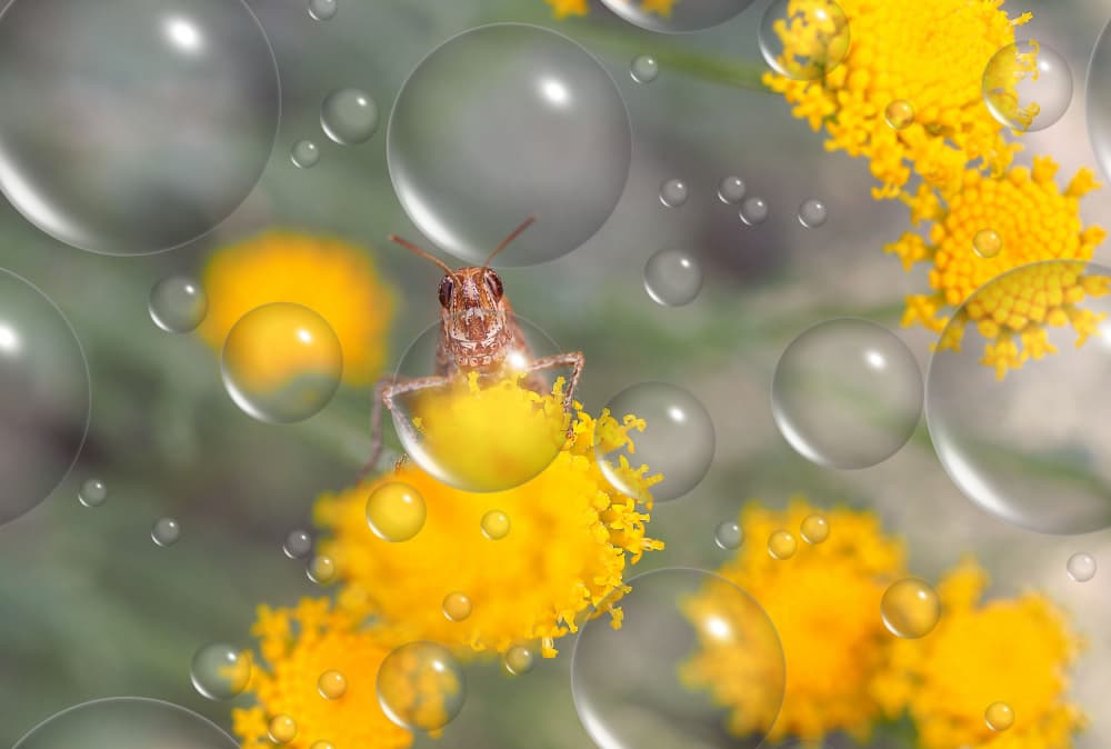 Whimsical Grasshopper Bubbles by Thierry Dufour — canvas wall art