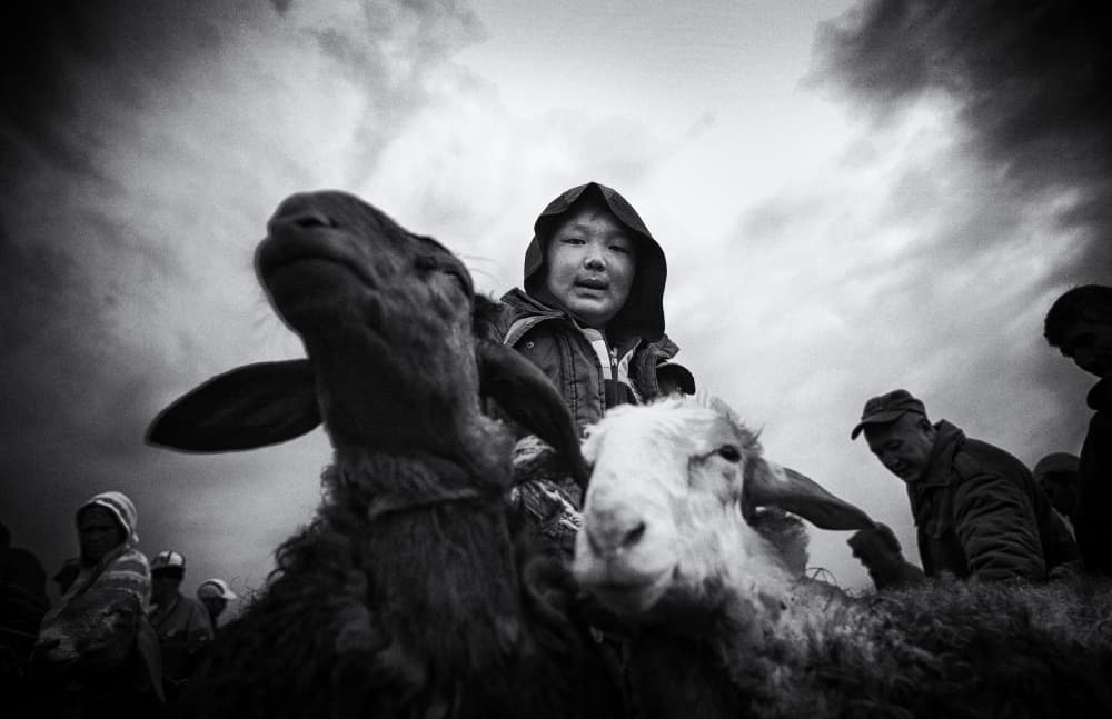 Child Among Sheep by Garik — canvas wall art