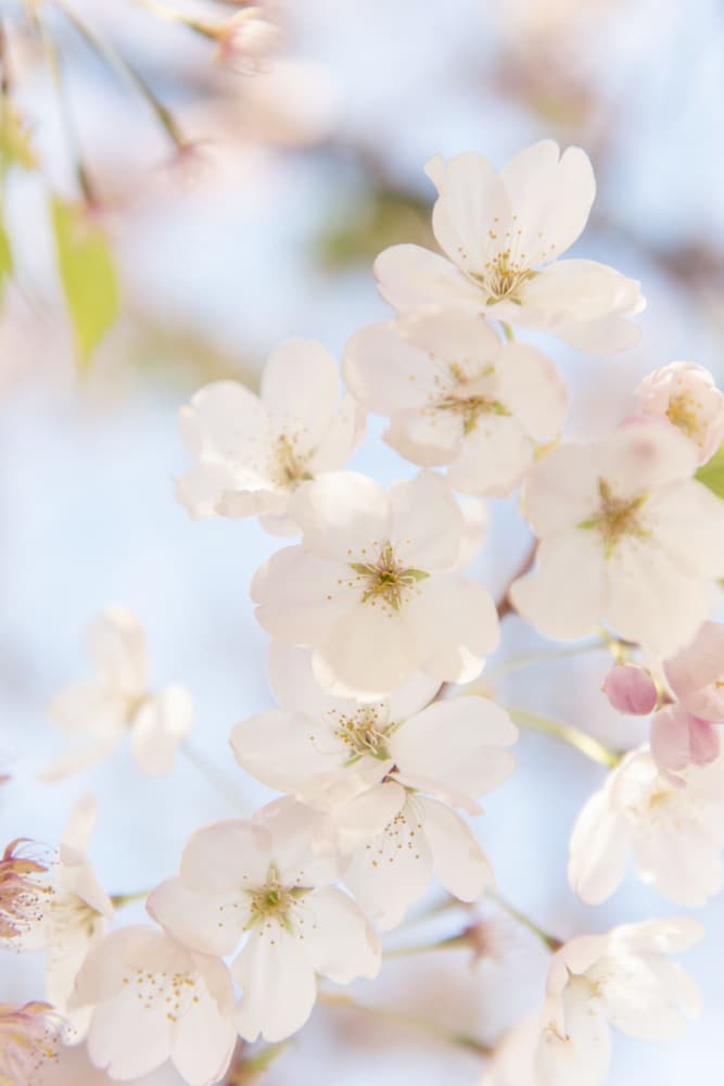 Soft Spring Blossoms by Lynann Colligan — canvas wall art
