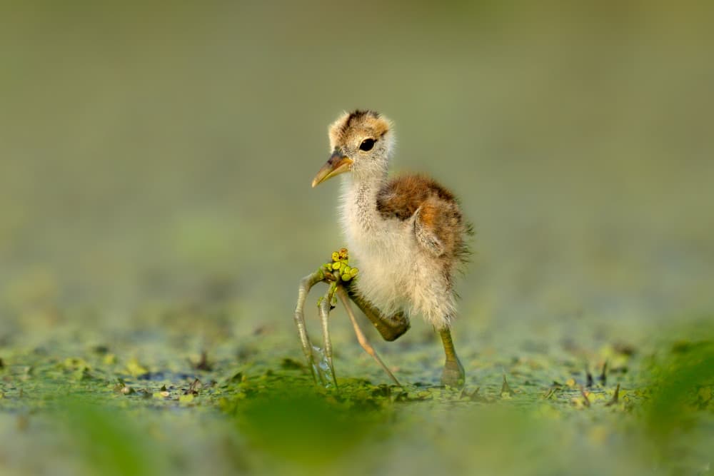 Jacana Chick Stroll by Rajat Dhesi — canvas wall art