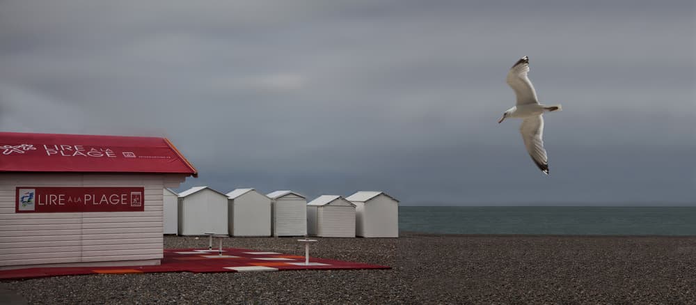 Coastal Seagull Flight by Yvette Depaepe — canvas wall art