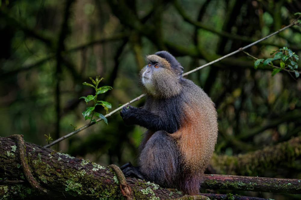 Golden Monkey Gaze by James Cai — canvas wall art