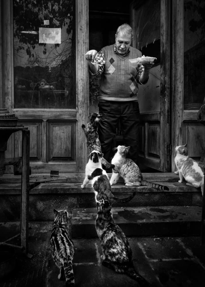 Man Feeding Street Cats by AMIR ALI NAVADEH SHAHLA — canvas wall art