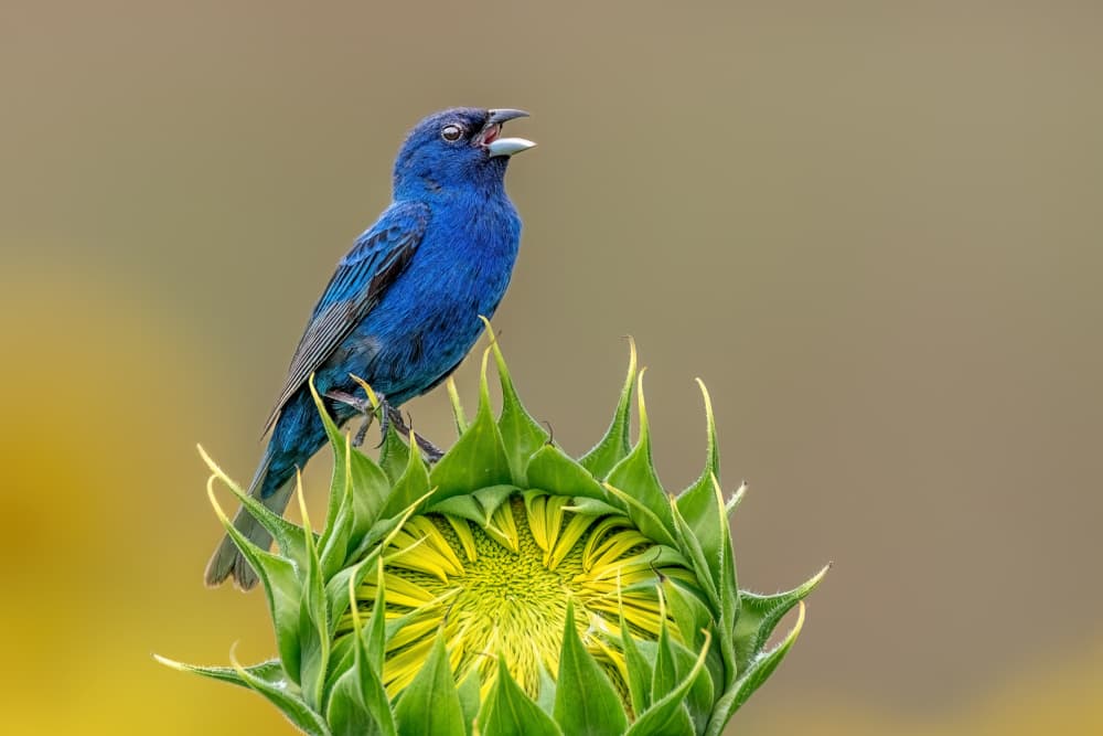 Singing Blue Bird on Sunflower by Jacob (Jian) Xu — canvas wall art
