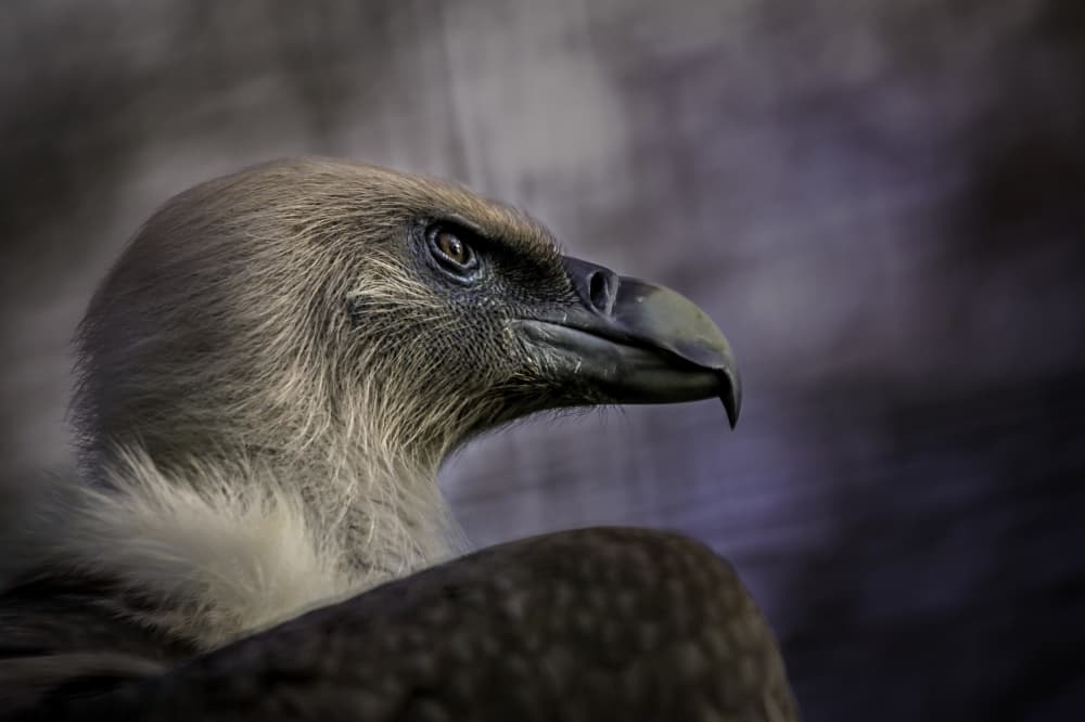 Watchful Vulture Gaze by Dennis Mohrmann — canvas wall art