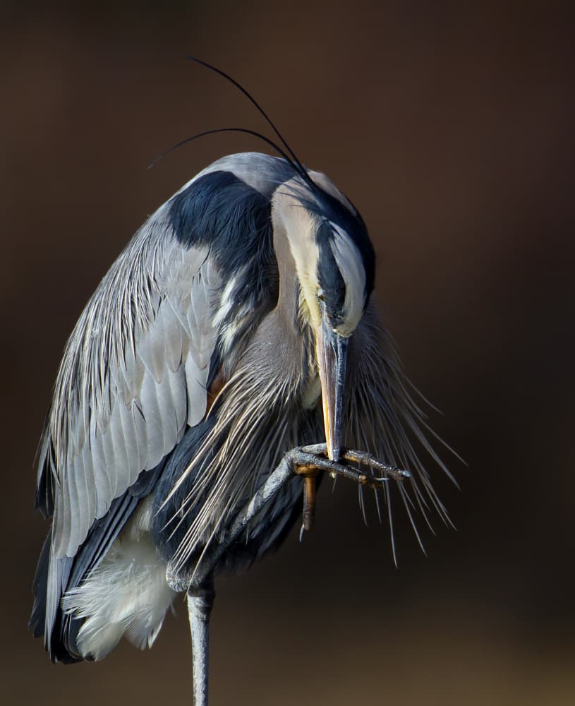 Great Blue Heron Preening by verdon — canvas wall art