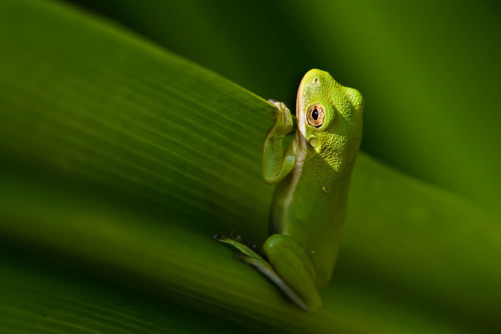 Vibrant Green Frog by Mike He — canvas wall art