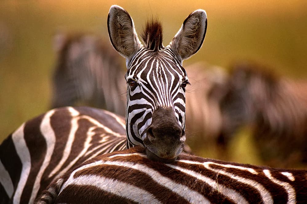 Wild Zebra Portrait by Xavier Ortega — canvas wall art
