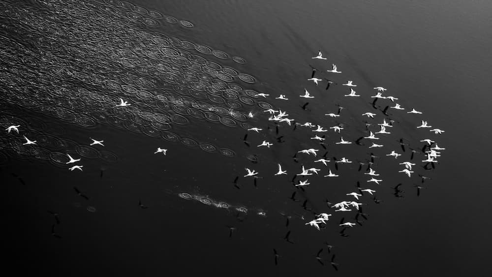 Flock Over Dark Water by John Fan — canvas wall art