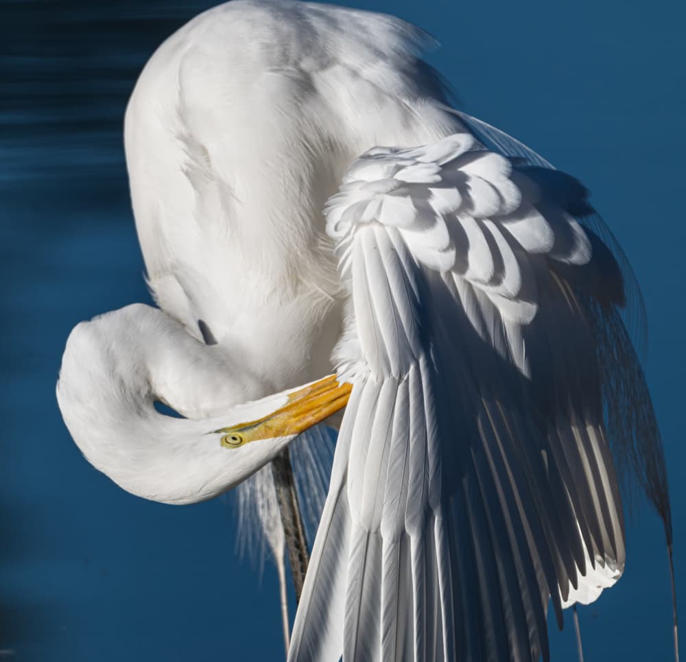 Graceful Egret Preening by Jiahong Zeng — canvas wall art