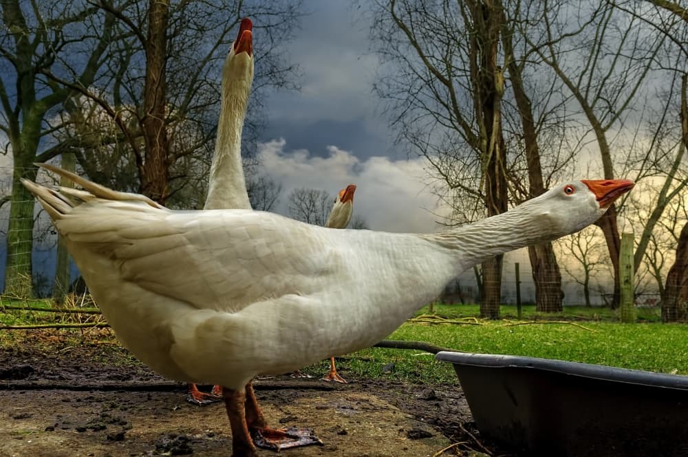 Geese Under Stormy Skies by Piet Flour — canvas wall art