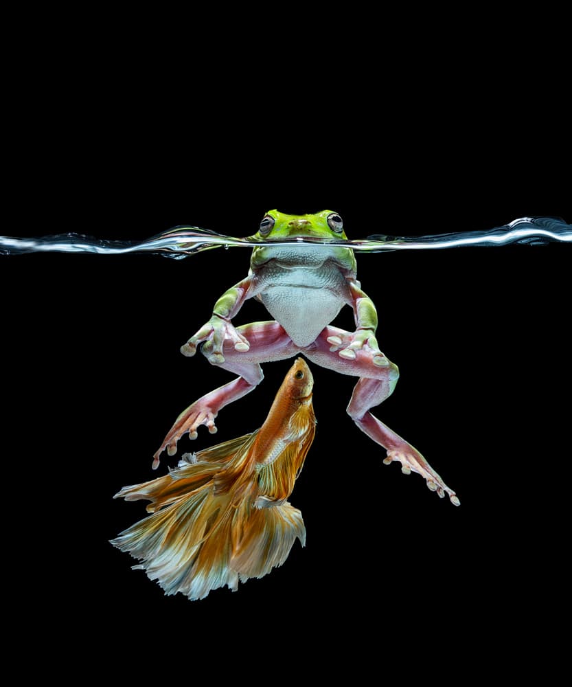Green Frog Meets Betta by Andi Halil — canvas wall art
