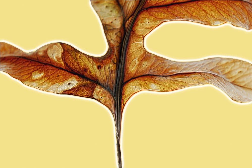 Golden Autumn Leaf by Saskia Mensink — canvas wall art