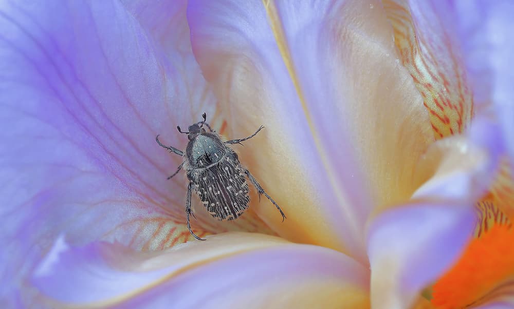 Beetle on Purple Iris by Thierry Dufour — canvas wall art