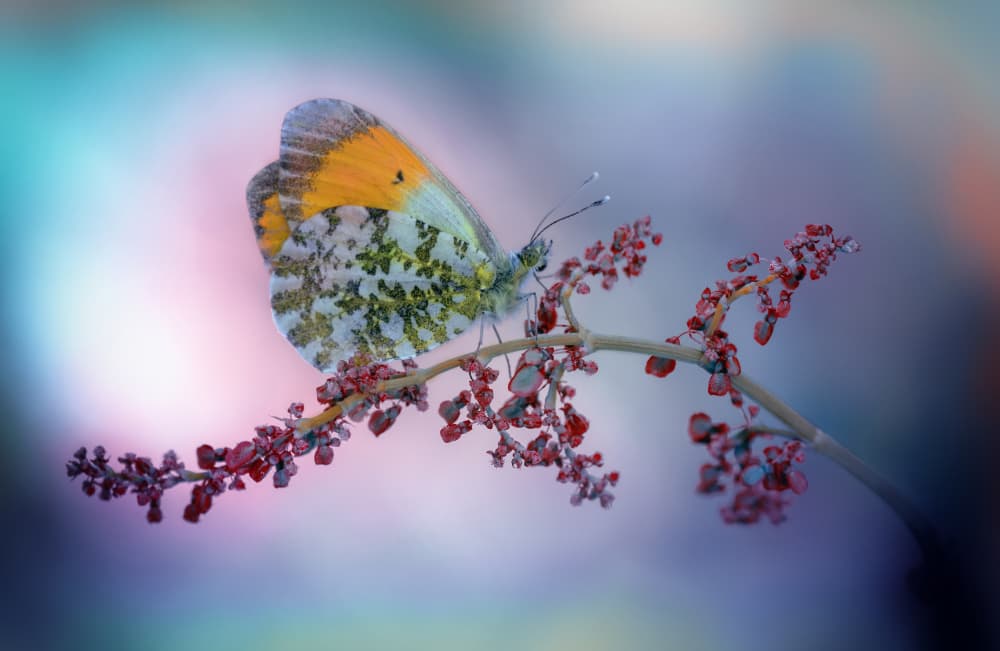 Vibrant Butterfly Serenity by Fabrizio Daminelli — canvas wall art