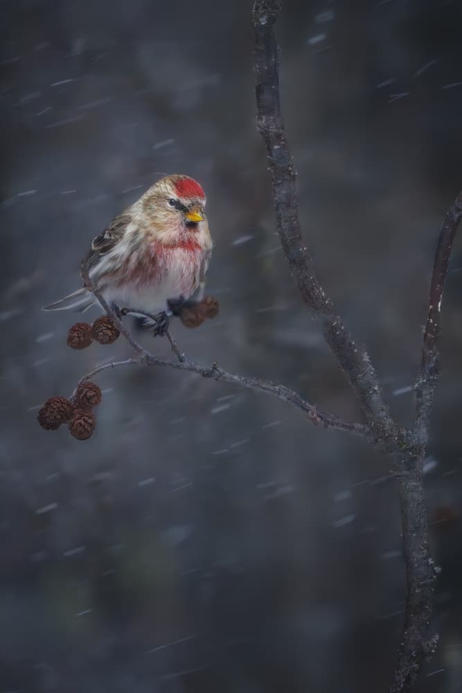 Redpoll In Winter Snow by Jacob (Jian) Xu — canvas wall art
