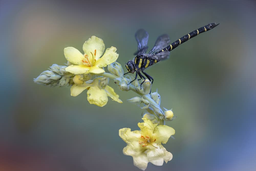 Striped Dragonfly on Mullein by Fabrizio Daminelli — canvas wall art