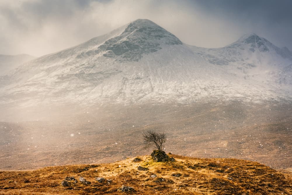 Lone Tree Winter Mountains by Adrian Popan — canvas wall art