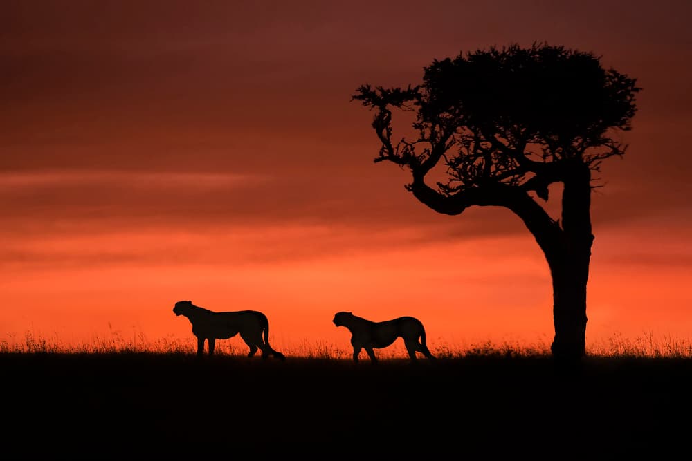 African Sunset Cheetahs by Xavier Ortega — canvas wall art