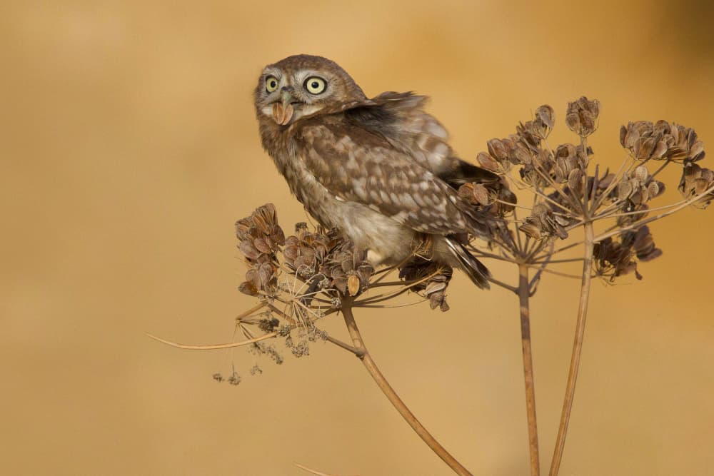 Curious Little Owl by David Manusevich — canvas wall art
