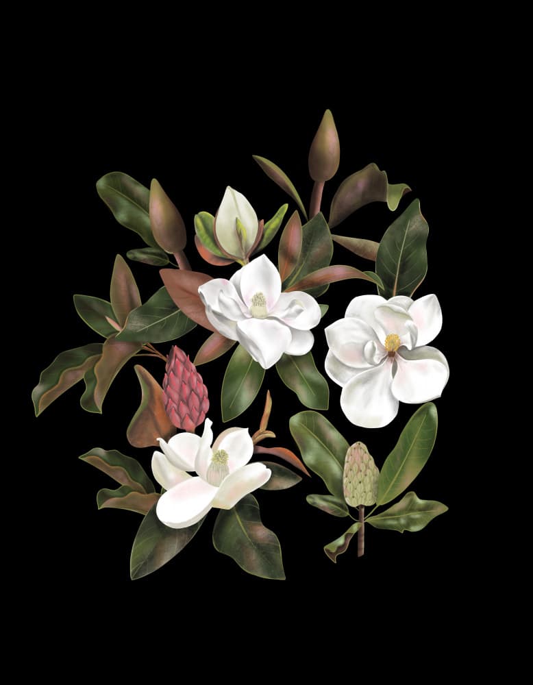 Magnolias Black by Anis Illustration — canvas wall art