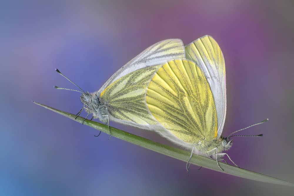 Delicate Butterfly Pair by Fabrizio Daminelli — canvas wall art