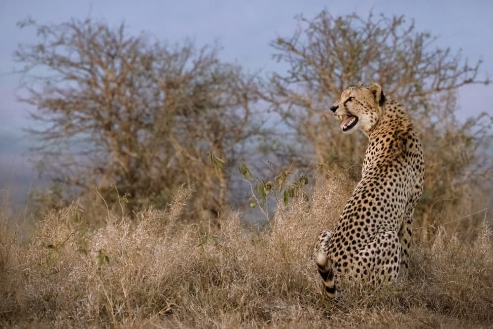 Wild Cheetah Snarl by Renee Doyle — canvas wall art