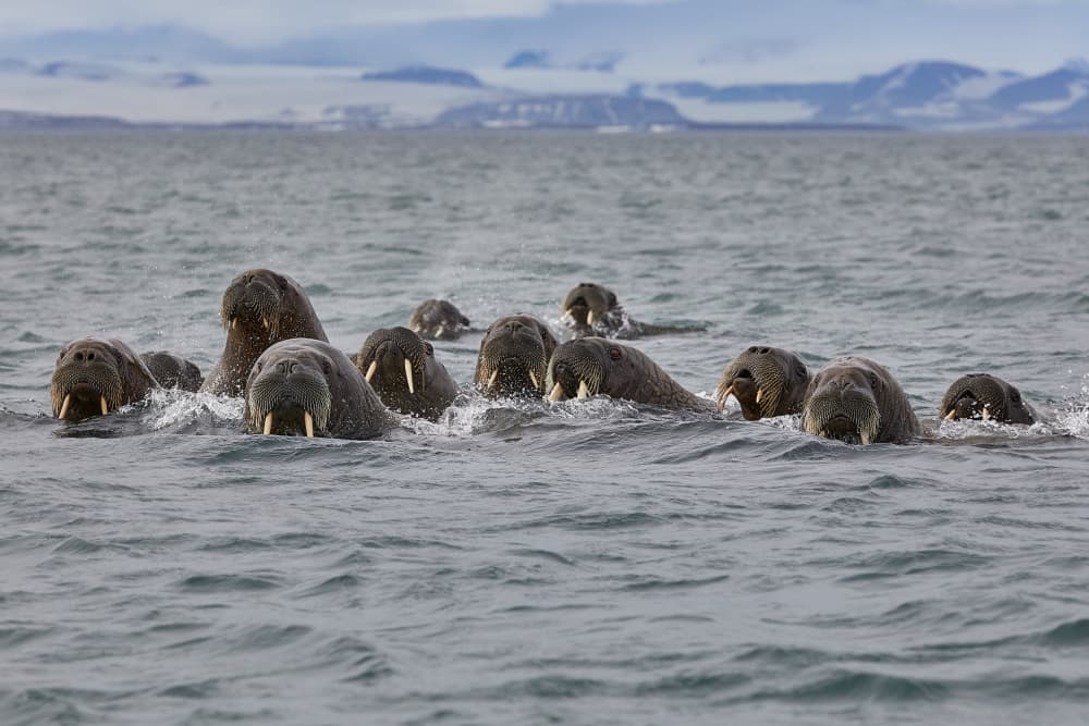 Arctic Walruses Swimming by Wiolett — canvas wall art