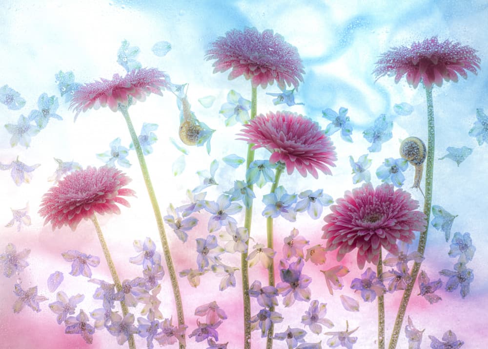 Dreamy Floral Garden by Miharu † — canvas wall art
