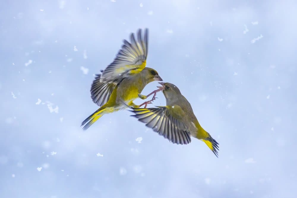 Snowy Finch Interaction by Marco Redaelli — canvas wall art
