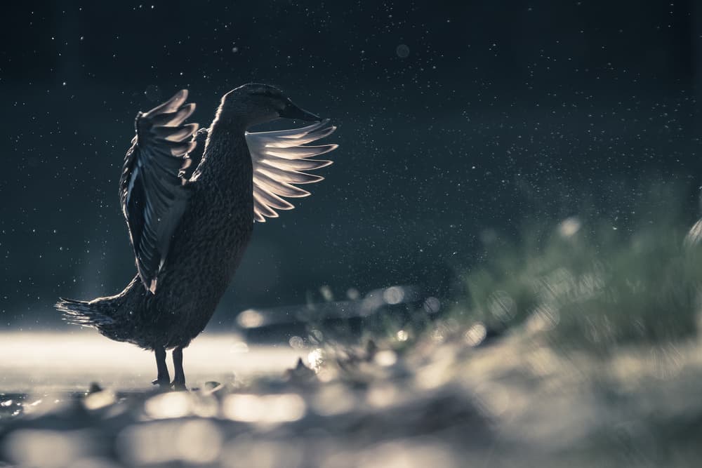 Glowing Duck Wings by Robert Adamec — canvas wall art
