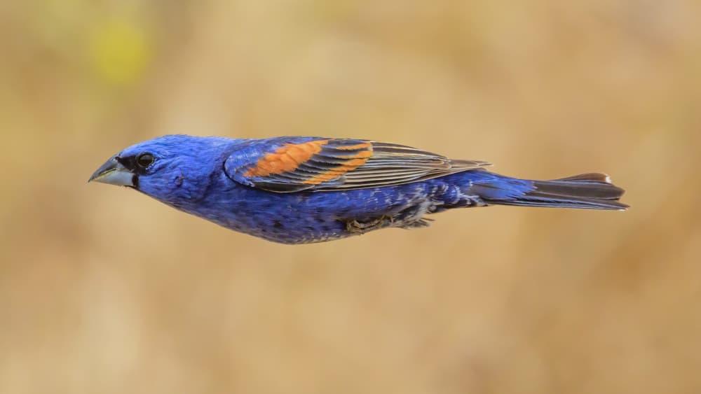 Vibrant Blue Bird by Moses Wang — canvas wall art