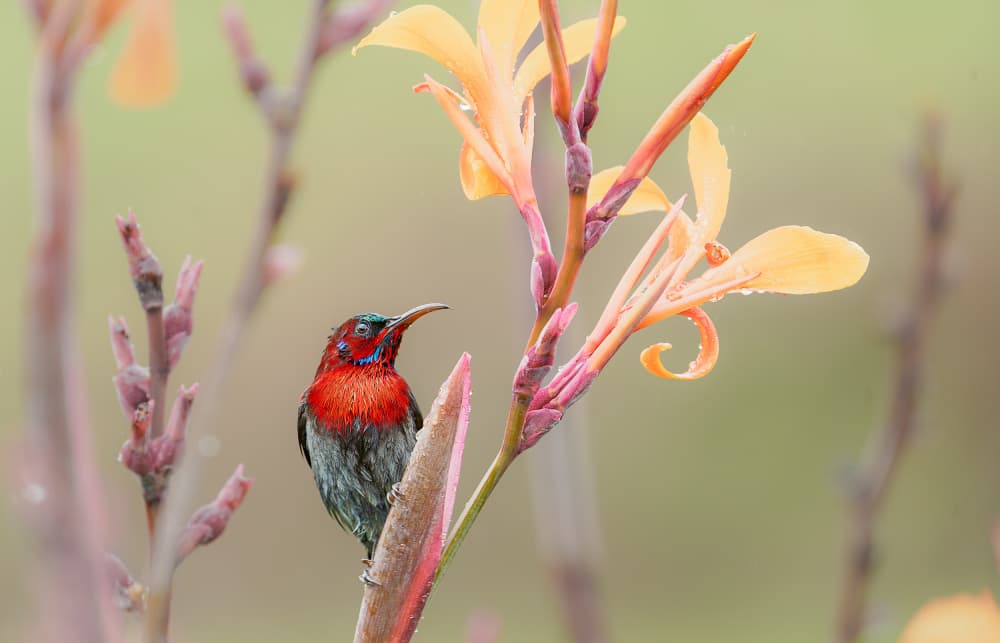 Crimson Sunbird on Canna by Rahul Wedpathak — canvas wall art