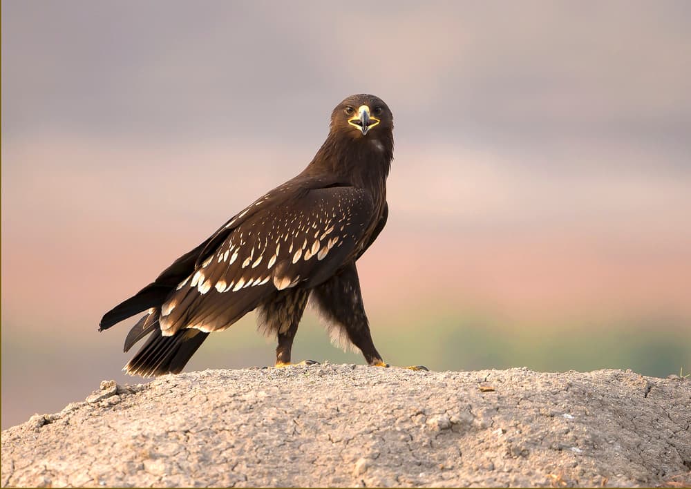 Majestic Steppe Eagle by Shlomo Waldmann — canvas wall art