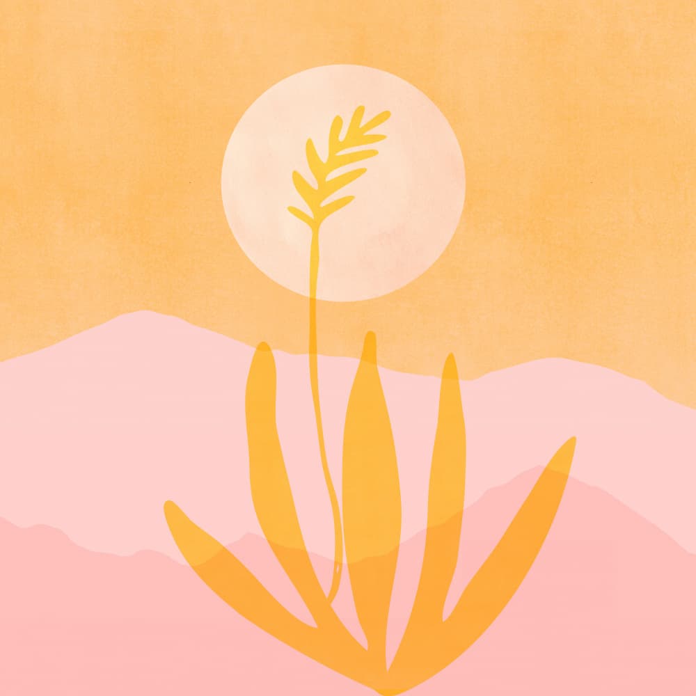 Golden Agave Sunset Sq by Kristian Gallagher — canvas wall art