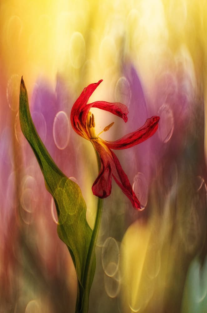 Ethereal Fading Tulip by Hilda van der Lee — canvas wall art