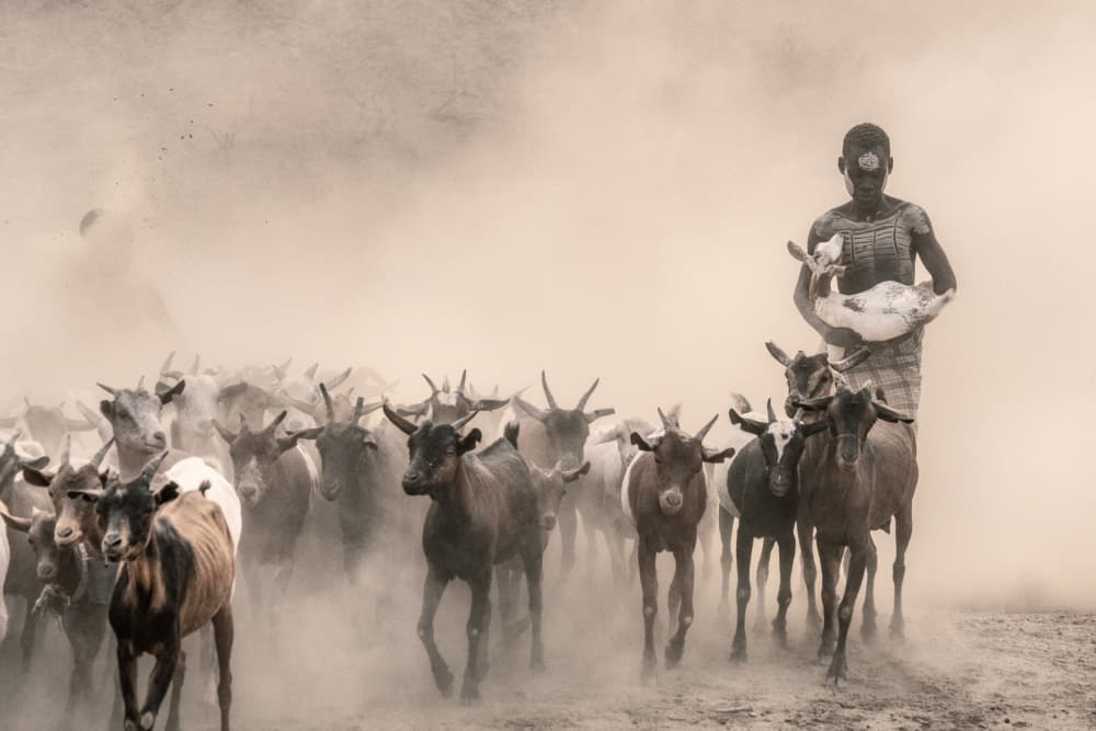 Dusty Goat Herder by Trevor Cole — canvas wall art