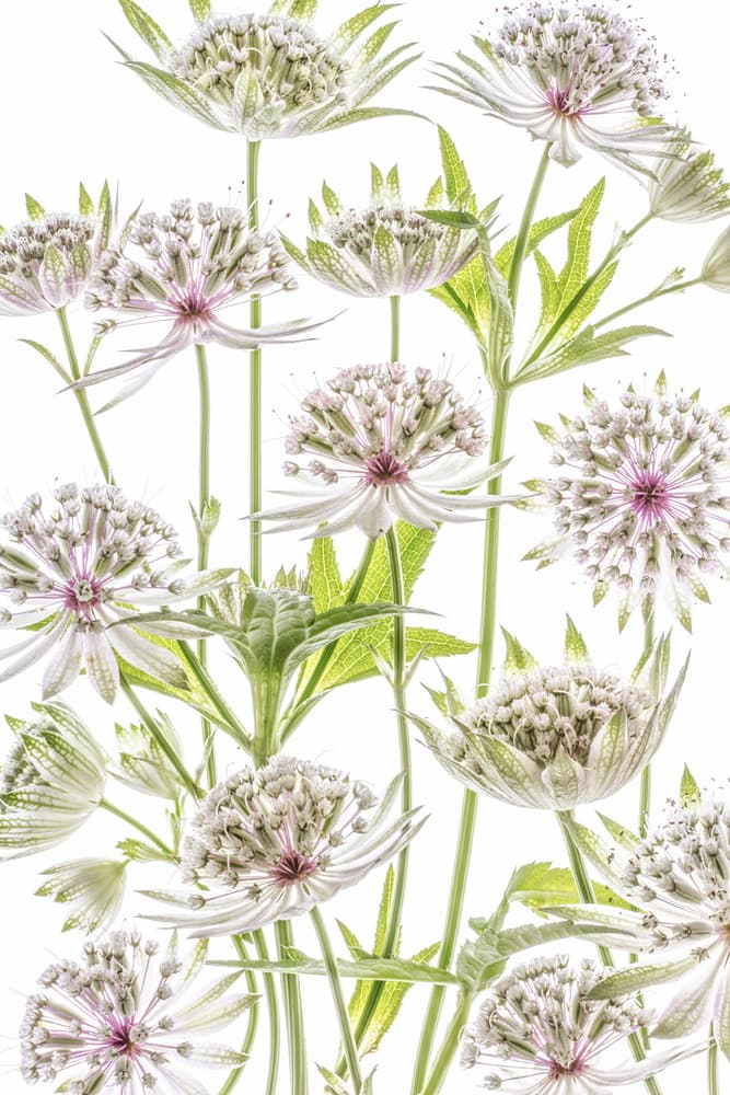 .Astrantia. by Mandy Disher — canvas wall art